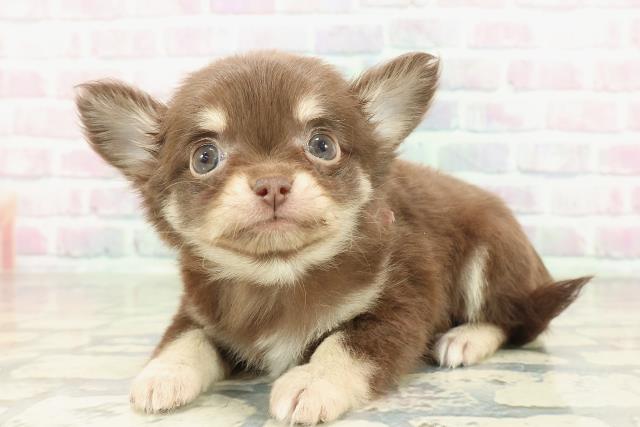 東京都のチワワ(ロング) (Coo&RIKU広尾店/2026年2月3日生まれ/女の子/チョコレートタン)の子犬の2枚目の画像