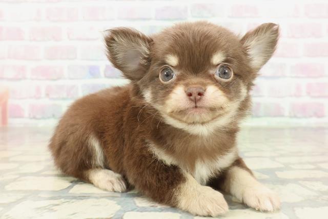 東京都のチワワ(ロング) (Coo&RIKU広尾店/2026年2月3日生まれ/女の子/チョコレートタン)の子犬の3枚目の画像