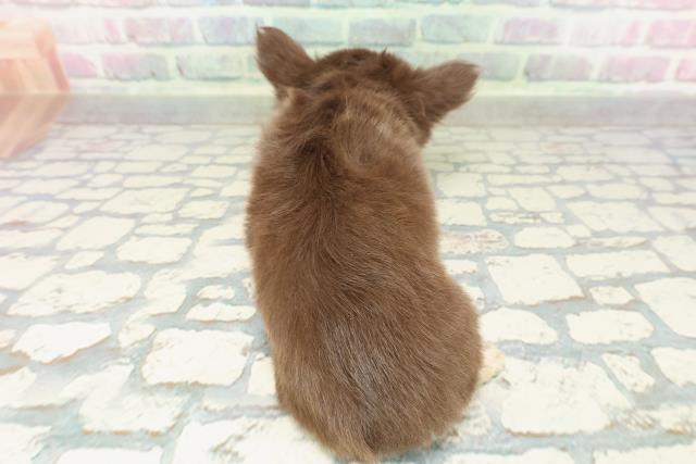 東京都のチワワ(ロング) (Coo&RIKU広尾店/2026年2月3日生まれ/女の子/チョコレートタン)の子犬の4枚目の画像