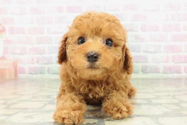 群馬県のトイプードル(トイ) (Coo&RIKU前橋店/2026年2月3日生まれ/女の子/レッドフォーン)の子犬の1枚目の画像