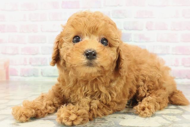 群馬県のトイプードル(トイ) (Coo&RIKU前橋店/2026年2月3日生まれ/女の子/レッドフォーン)の子犬の2枚目の画像