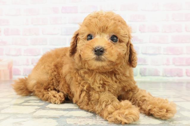 群馬県のトイプードル(トイ) (Coo&RIKU前橋店/2026年2月3日生まれ/女の子/レッドフォーン)の子犬の3枚目の画像