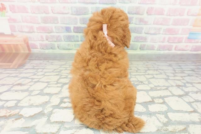 群馬県のトイプードル(トイ) (Coo&RIKU前橋店/2026年2月3日生まれ/女の子/レッドフォーン)の子犬の4枚目の画像