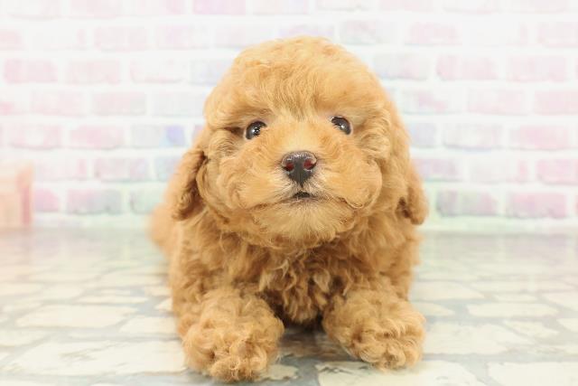 東京都のトイプードル(トイ) (Coo&RIKU武蔵小山店/2026年2月3日生まれ/男の子/レッドフォーン)の子犬