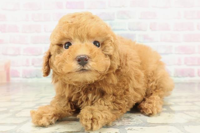 東京都のトイプードル(トイ) (Coo&RIKU武蔵小山店/2026年2月3日生まれ/男の子/レッドフォーン)の子犬の2枚目の画像