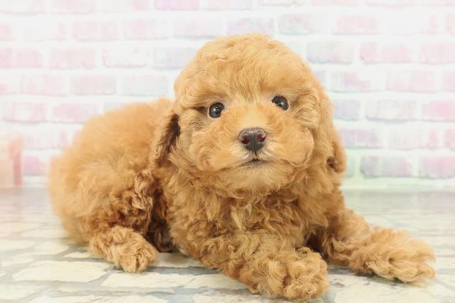 東京都のトイプードル(トイ) (Coo&RIKU武蔵小山店/2026年2月3日生まれ/男の子/レッドフォーン)の子犬の3枚目の画像