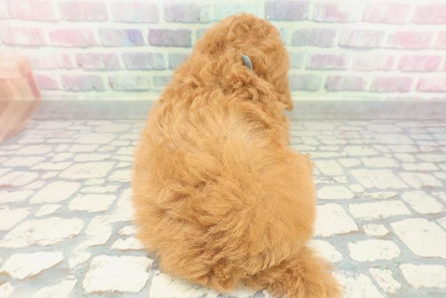 東京都のトイプードル(トイ) (Coo&RIKU武蔵小山店/2026年2月3日生まれ/男の子/レッドフォーン)の子犬の4枚目の画像