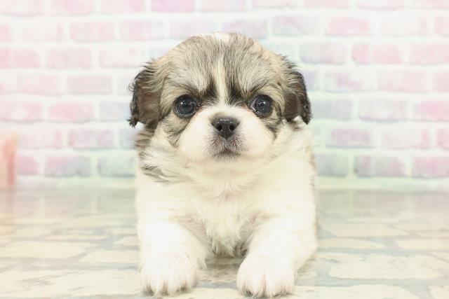 群馬県のチワペキ/ペキチー/ペキチワ(チワワ×ペキニーズ) (Coo&RIKU前橋店/2026年2月3日生まれ/女の子/パーティーカラー)の子犬の1枚目の画像