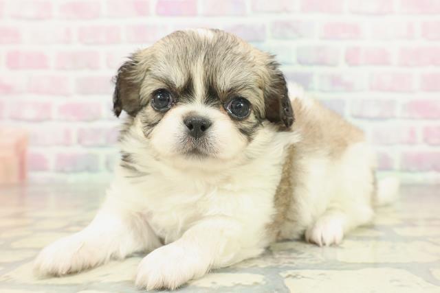 群馬県のチワペキ/ペキチー/ペキチワ(チワワ×ペキニーズ) (Coo&RIKU前橋店/2026年2月3日生まれ/女の子/パーティーカラー)の子犬の2枚目の画像