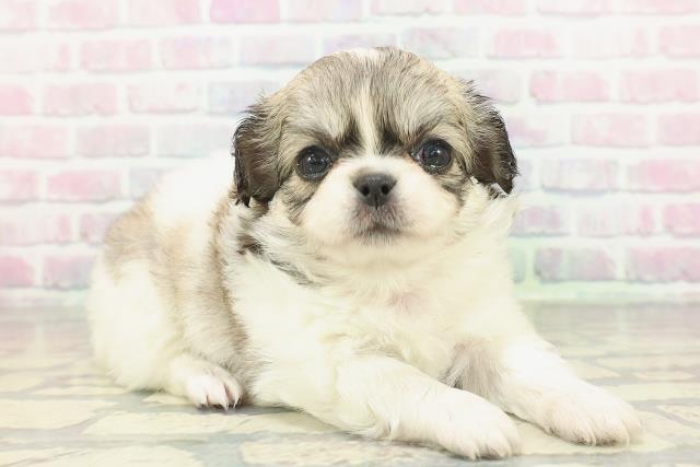 群馬県のチワペキ/ペキチー/ペキチワ(チワワ×ペキニーズ) (Coo&RIKU前橋店/2026年2月3日生まれ/女の子/パーティーカラー)の子犬の3枚目の画像