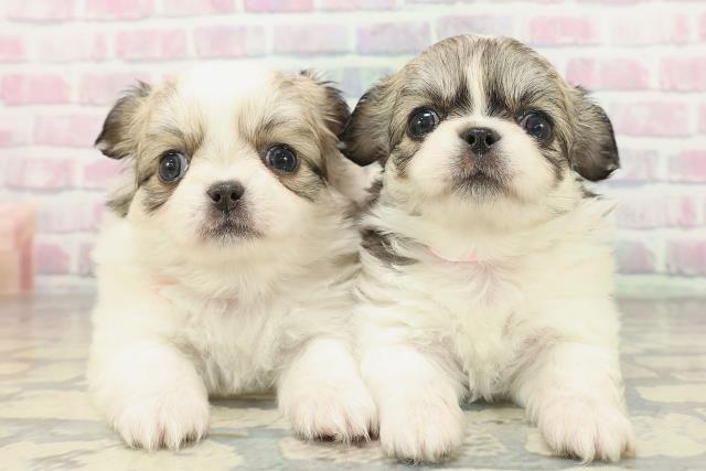 群馬県のチワペキ/ペキチー/ペキチワ(チワワ×ペキニーズ) (Coo&RIKU前橋店/2026年2月3日生まれ/女の子/パーティーカラー)の子犬の4枚目の画像