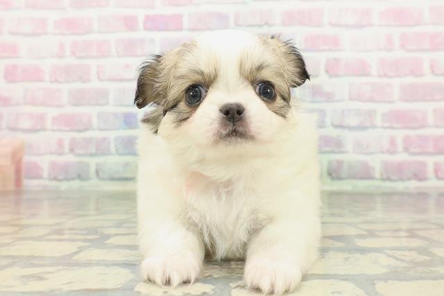 沖縄県のチワペキ/ペキチー/ペキチワ(チワワ×ペキニーズ) (Coo&RIKUイオン北谷店/2026年2月3日生まれ/女の子/パーティーカラー)の子犬の1枚目の画像