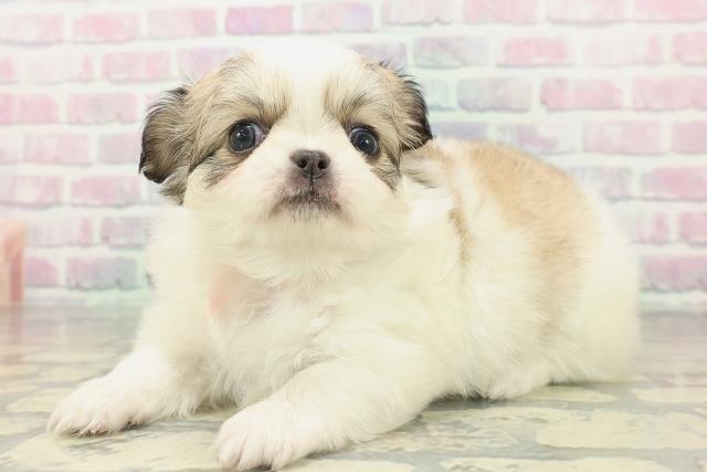 沖縄県のチワペキ/ペキチー/ペキチワ(チワワ×ペキニーズ) (Coo&RIKUイオン北谷店/2026年2月3日生まれ/女の子/パーティーカラー)の子犬の2枚目の画像