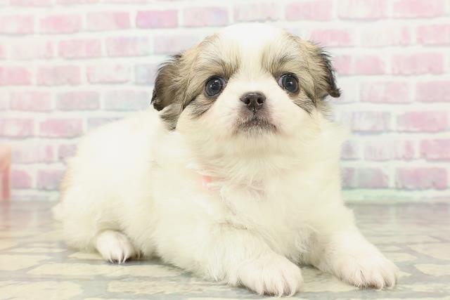 沖縄県のチワペキ/ペキチー/ペキチワ(チワワ×ペキニーズ) (Coo&RIKUイオン北谷店/2026年2月3日生まれ/女の子/パーティーカラー)の子犬の3枚目の画像