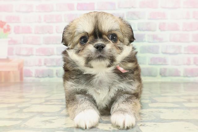 群馬県のチワペキ/ペキチー/ペキチワ(チワワ×ペキニーズ) (Coo&RIKU伊勢崎店/2026年2月3日生まれ/女の子/フォーンホワイト)の子犬の1枚目の画像