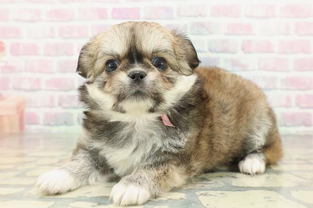 群馬県のチワペキ/ペキチー/ペキチワ(チワワ×ペキニーズ) (Coo&RIKU伊勢崎店/2026年2月3日生まれ/女の子/フォーンホワイト)の子犬の2枚目の画像