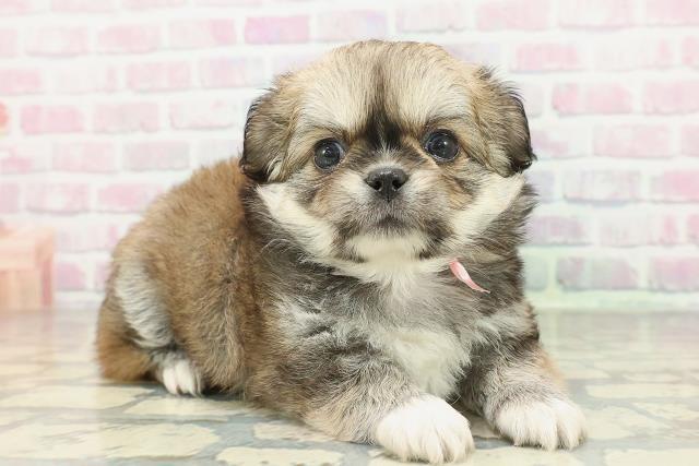 群馬県のチワペキ/ペキチー/ペキチワ(チワワ×ペキニーズ) (Coo&RIKU伊勢崎店/2026年2月3日生まれ/女の子/フォーンホワイト)の子犬の3枚目の画像