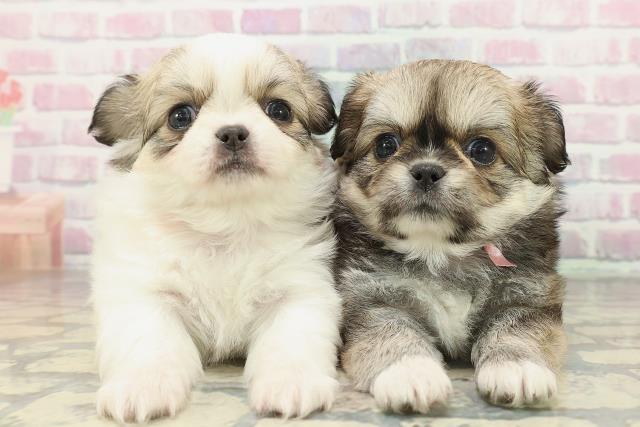 群馬県のチワペキ/ペキチー/ペキチワ(チワワ×ペキニーズ) (Coo&RIKU伊勢崎店/2026年2月3日生まれ/女の子/フォーンホワイト)の子犬の4枚目の画像