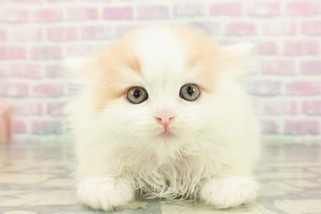 東京都のマンチカン (Coo&RIKU浅草店/2026年2月1日生まれ/女の子/クリームタビーホワイト)の子猫