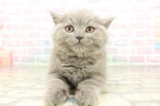 大阪府のブリティッシュショートヘアー (Coo&RIKU東大阪店/2026年2月2日生まれ/男の子/ブルー)の子猫の1枚目の画像