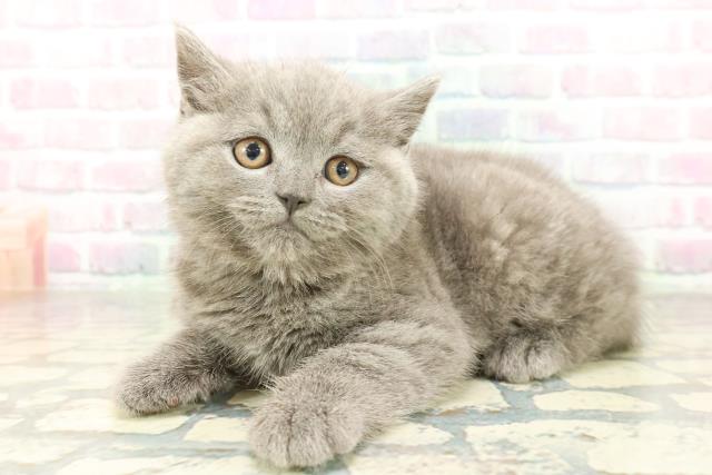 大阪府のブリティッシュショートヘアー (Coo&RIKU東大阪店/2026年2月2日生まれ/男の子/ブルー)の子猫の2枚目の画像