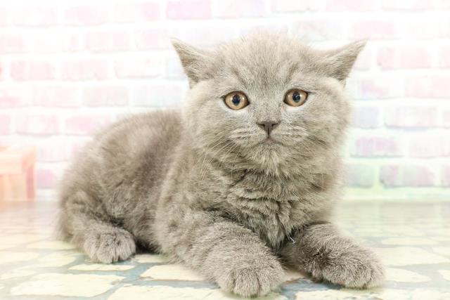 大阪府のブリティッシュショートヘアー (Coo&RIKU東大阪店/2026年2月2日生まれ/男の子/ブルー)の子猫の3枚目の画像