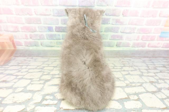 大阪府のブリティッシュショートヘアー (Coo&RIKU東大阪店/2026年2月2日生まれ/男の子/ブルー)の子猫の4枚目の画像