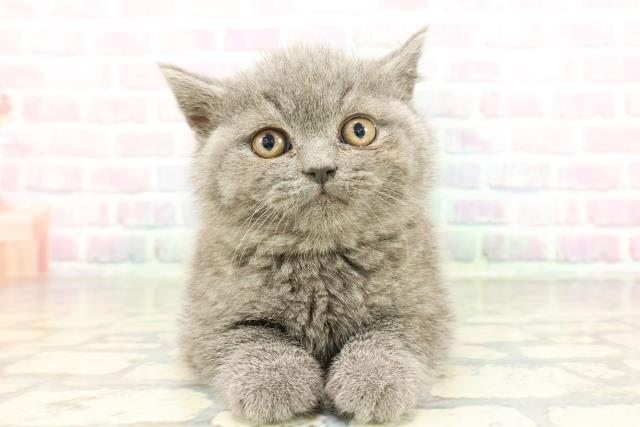 兵庫県のブリティッシュショートヘアー (Coo&RIKU明石店/2026年2月2日生まれ/男の子/ブルー)の子猫の1枚目の画像