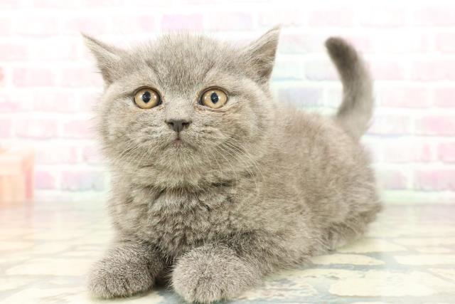 兵庫県のブリティッシュショートヘアー (Coo&RIKU明石店/2026年2月2日生まれ/男の子/ブルー)の子猫の2枚目の画像