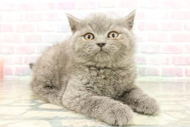 兵庫県のブリティッシュショートヘアー (Coo&RIKU明石店/2026年2月2日生まれ/男の子/ブルー)の子猫の3枚目の画像