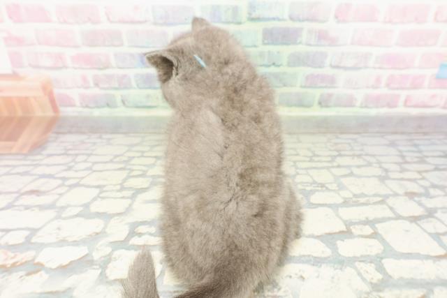 兵庫県のブリティッシュショートヘアー (Coo&RIKU明石店/2026年2月2日生まれ/男の子/ブルー)の子猫の4枚目の画像