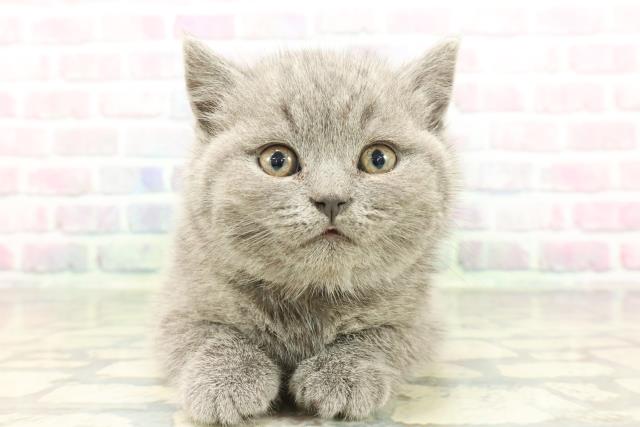 東京都のブリティッシュショートヘアー (Coo&RIKU武蔵小山店/2026年2月2日生まれ/男の子/ブルー)の子猫