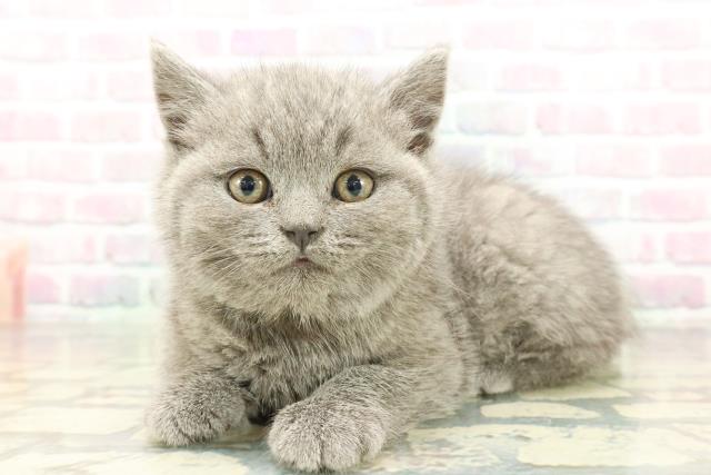 東京都のブリティッシュショートヘアー (Coo&RIKU武蔵小山店/2026年2月2日生まれ/男の子/ブルー)の子猫の2枚目の画像