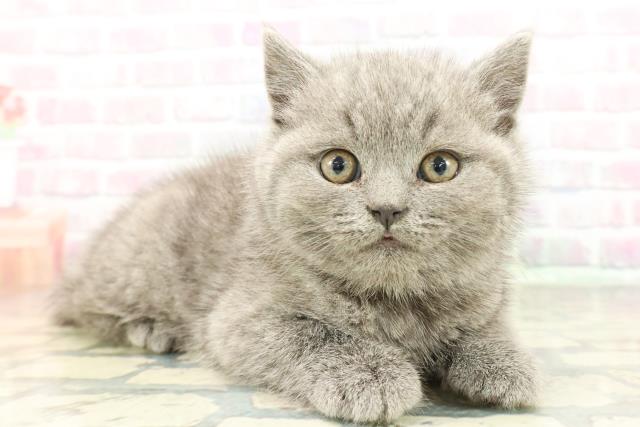 東京都のブリティッシュショートヘアー (Coo&RIKU武蔵小山店/2026年2月2日生まれ/男の子/ブルー)の子猫の3枚目の画像
