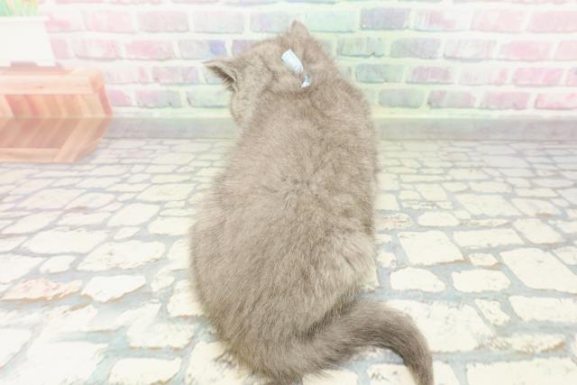 東京都のブリティッシュショートヘアー (Coo&RIKU武蔵小山店/2026年2月2日生まれ/男の子/ブルー)の子猫の4枚目の画像