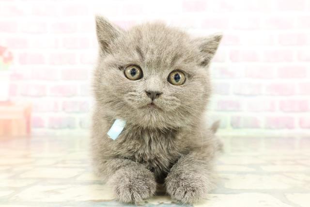 兵庫県のブリティッシュショートヘアー (Coo&RIKU姫路店/2026年2月2日生まれ/男の子/ブルー)の子猫