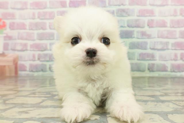 群馬県のチワマル/マルチワ(チワワ×マルチーズ) (Coo&RIKU藤岡店/2026年2月2日生まれ/男の子/ホワイト)の子犬