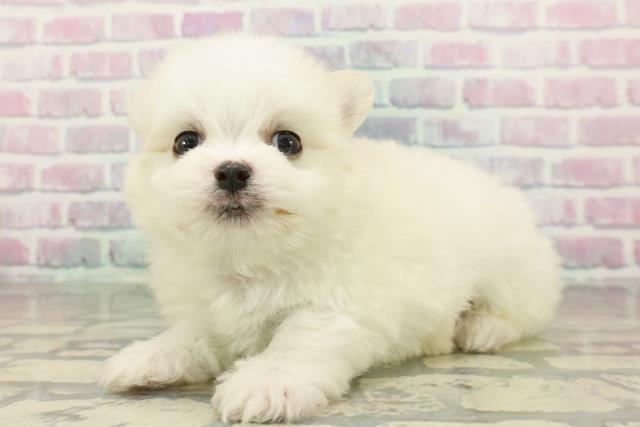 群馬県のチワマル/マルチワ(チワワ×マルチーズ) (Coo&RIKU藤岡店/2026年2月2日生まれ/男の子/ホワイト)の子犬の2枚目の画像