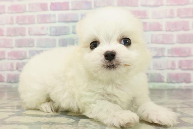 群馬県のチワマル/マルチワ(チワワ×マルチーズ) (Coo&RIKU藤岡店/2026年2月2日生まれ/男の子/ホワイト)の子犬の3枚目の画像