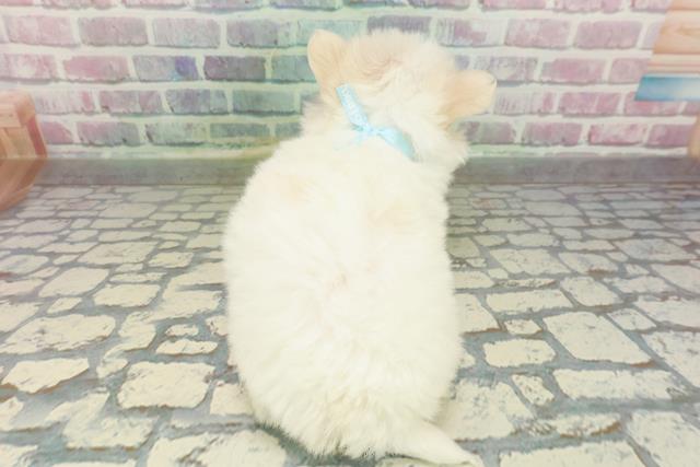 群馬県のチワマル/マルチワ(チワワ×マルチーズ) (Coo&RIKU藤岡店/2026年2月2日生まれ/男の子/ホワイト)の子犬の4枚目の画像