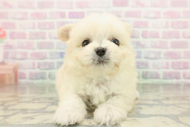 京都府のチワマル/マルチワ(チワワ×マルチーズ) (Coo&RIKU舞鶴店/2026年2月2日生まれ/男の子/クリーム)の子犬の1枚目の画像