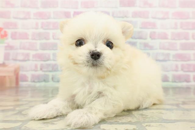 京都府のチワマル/マルチワ(チワワ×マルチーズ) (Coo&RIKU舞鶴店/2026年2月2日生まれ/男の子/クリーム)の子犬の2枚目の画像