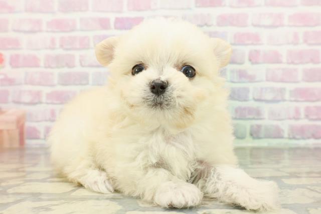 京都府のチワマル/マルチワ(チワワ×マルチーズ) (Coo&RIKU舞鶴店/2026年2月2日生まれ/男の子/クリーム)の子犬の3枚目の画像