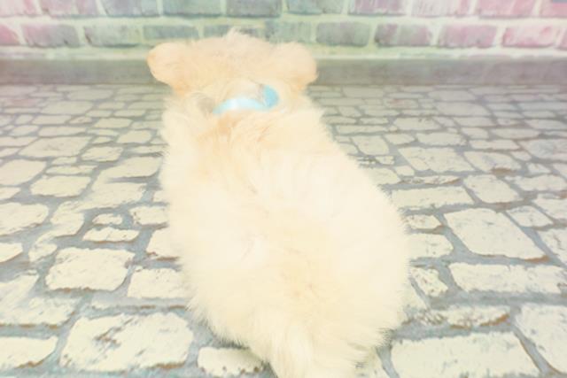 京都府のチワマル/マルチワ(チワワ×マルチーズ) (Coo&RIKU舞鶴店/2026年2月2日生まれ/男の子/クリーム)の子犬の4枚目の画像