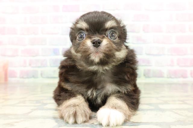 兵庫県のチワワ(ロング) (Coo&RIKU明石店/2026年2月2日生まれ/男の子/ブラックタンホワイト)の子犬の1枚目の画像