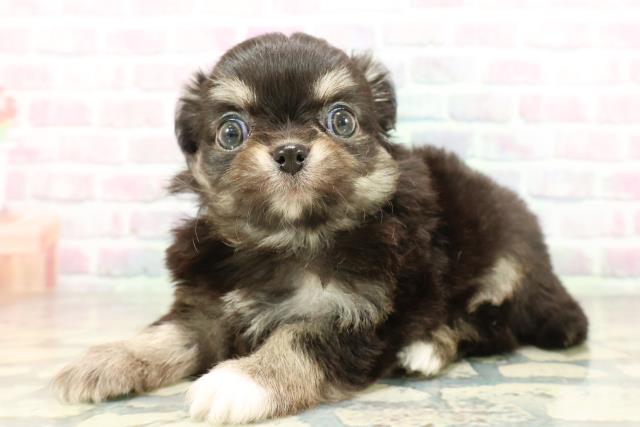 兵庫県のチワワ(ロング) (Coo&RIKU明石店/2026年2月2日生まれ/男の子/ブラックタンホワイト)の子犬の2枚目の画像