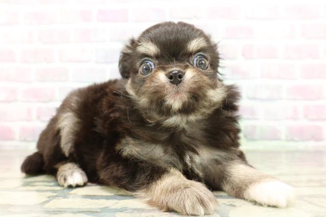 兵庫県のチワワ(ロング) (Coo&RIKU明石店/2026年2月2日生まれ/男の子/ブラックタンホワイト)の子犬の3枚目の画像