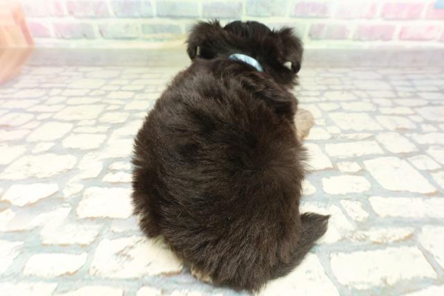 兵庫県のチワワ(ロング) (Coo&RIKU明石店/2026年2月2日生まれ/男の子/ブラックタンホワイト)の子犬の4枚目の画像