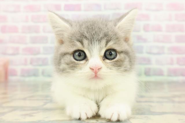 京都府のスコティッシュストレート (Coo&RIKU京都店/2026年2月3日生まれ/男の子/ブルータビーホワイト)の子猫