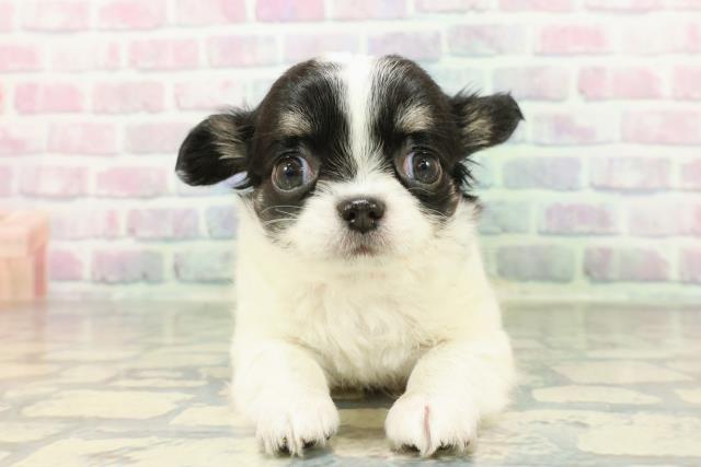 山形県のチワワ(ロング) (Coo&RIKU山形店/2026年2月1日生まれ/女の子/ホワイトブラックタン)の子犬の1枚目の画像